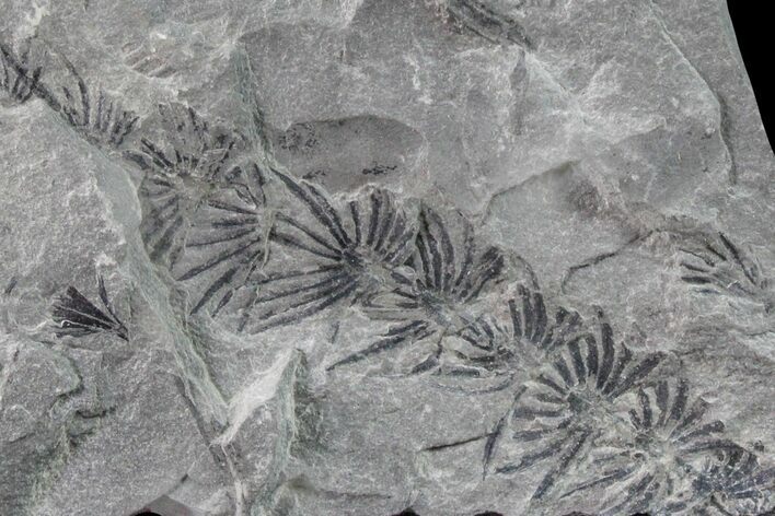 Pennsylvanian Fossil Horsetail (Asterophyllites) Plate - Kentucky #160244